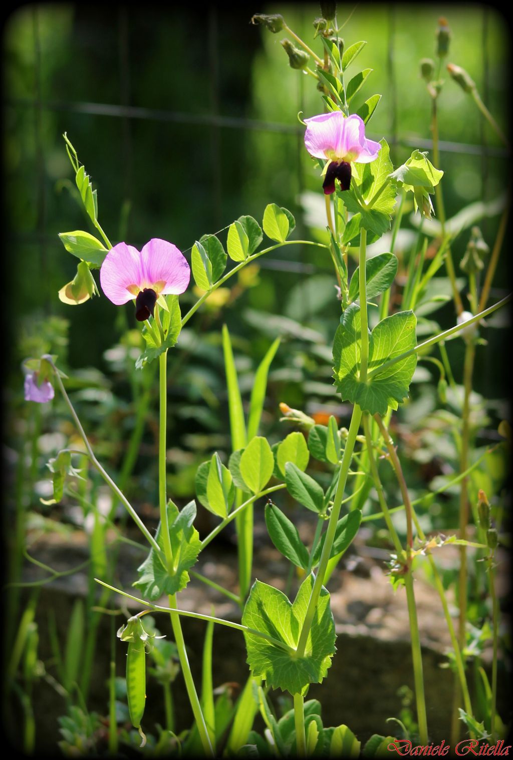 Pisum sativum subsp. elatius